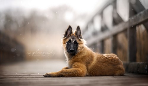 Image brown and black german shepherd puppy on snow covered ground during daytime