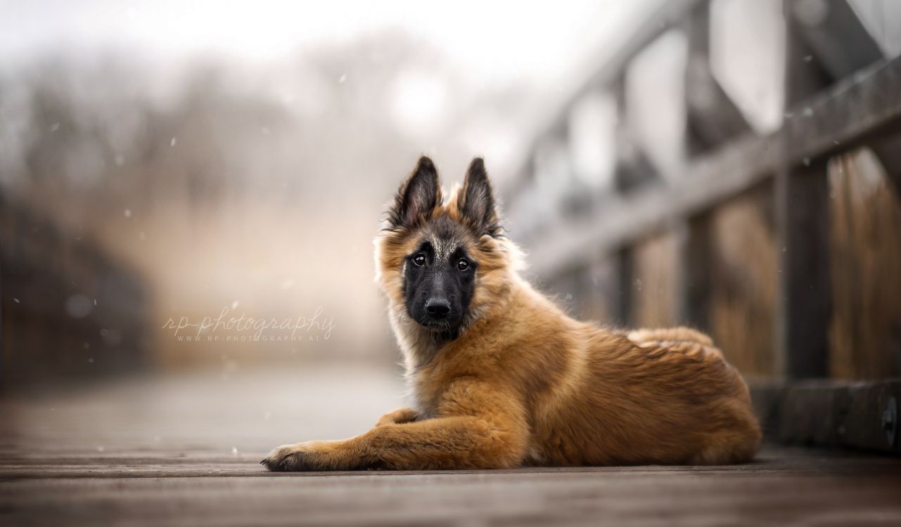 brown and black german shepherd puppy on snow covered ground during daytime