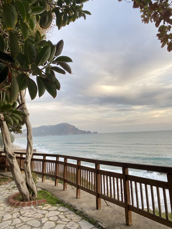 sea, palm trees, cloud, water, daytime