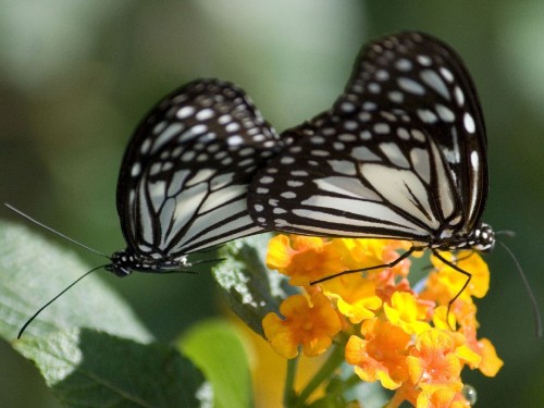 Image black and white butterfly perched on yellow flower in close up photography during daytime