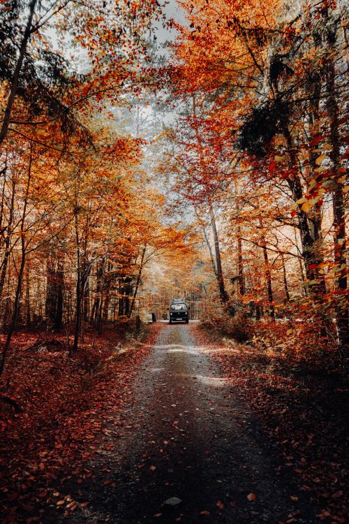 tree, nature, natural landscape, leaf, autumn