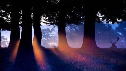 Image silhouette of trees during sunset