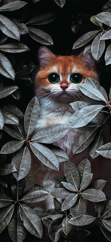 Image cat, ios, plant, felidae, botany