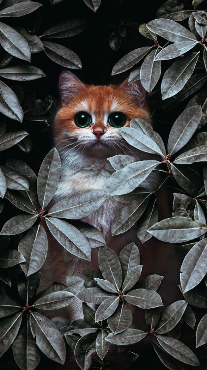 Chat, IOS, Felidae, Botanique, Carnivores. Wallpaper in 1440x2560 Resolution
