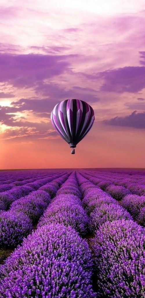 Image purple flower field under cloudy sky during daytime