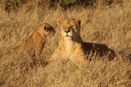 Image brown lioness on brown grass field during daytime