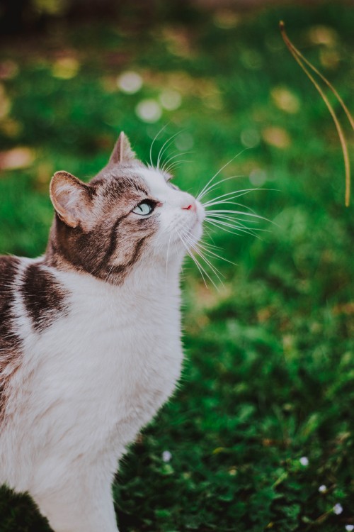 Image white and black cat on green grass during daytime