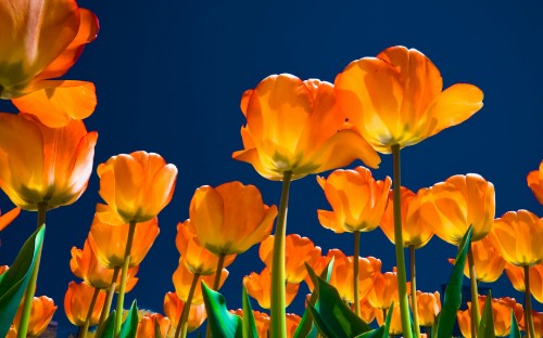 Image yellow tulips in bloom during daytime