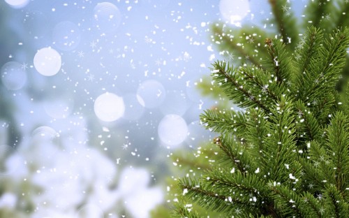 Image green pine tree with white and blue lights