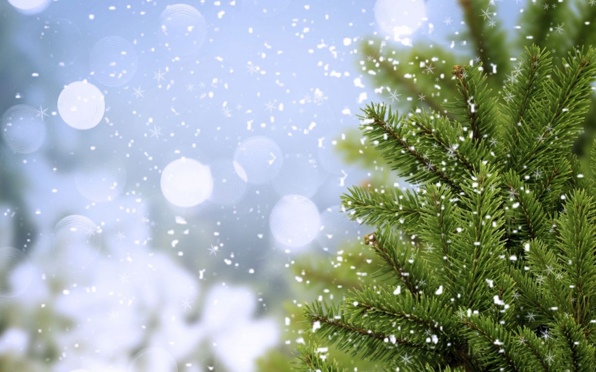 green pine tree with white and blue lights