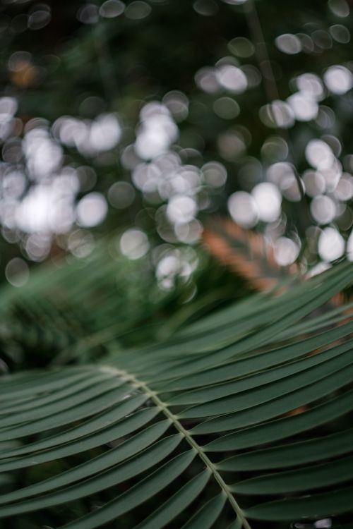 green leaf plant in close up photography