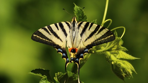 Image zebra swallowtail butterfly perched on green leaf in close up photography during daytime