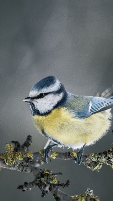 Image blue and white bird on yellow flower