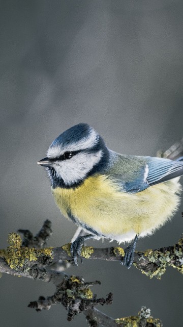 Image blue and white bird on yellow flower