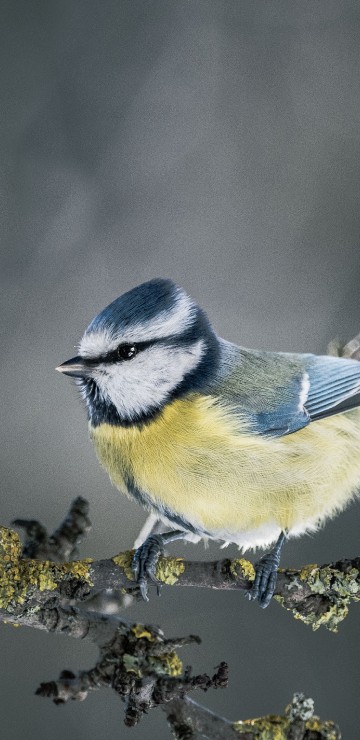 Image blue and white bird on yellow flower