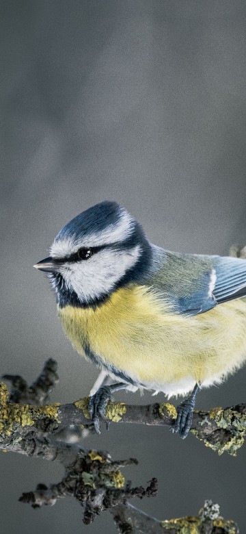 Image blue and white bird on yellow flower