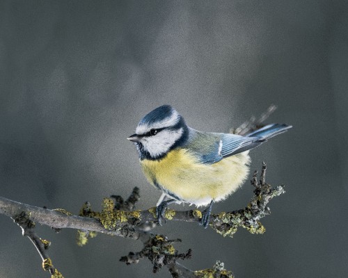 Image blue and white bird on yellow flower