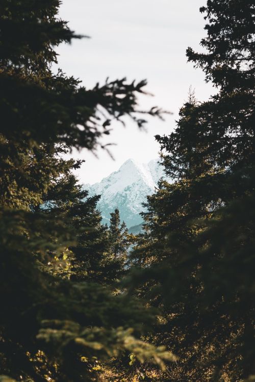 natural environment, natural landscape, Branching, sky, sunlight