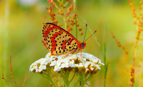 Image red and black butterfly on white flower