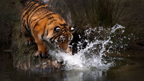 Image tiger in water during daytime