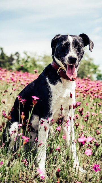 hunting dog wallpaper iphone