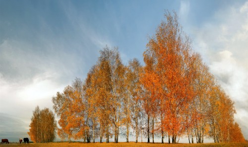 Image brown trees under blue sky during daytime