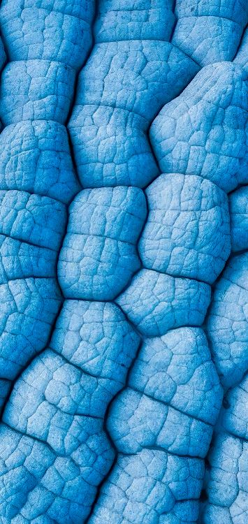 Feuille, Blue, Azure, Fluide, Aqua. Wallpaper in 1421x3000 Resolution