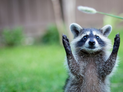 Image gray and white raccoon on green grass during daytime