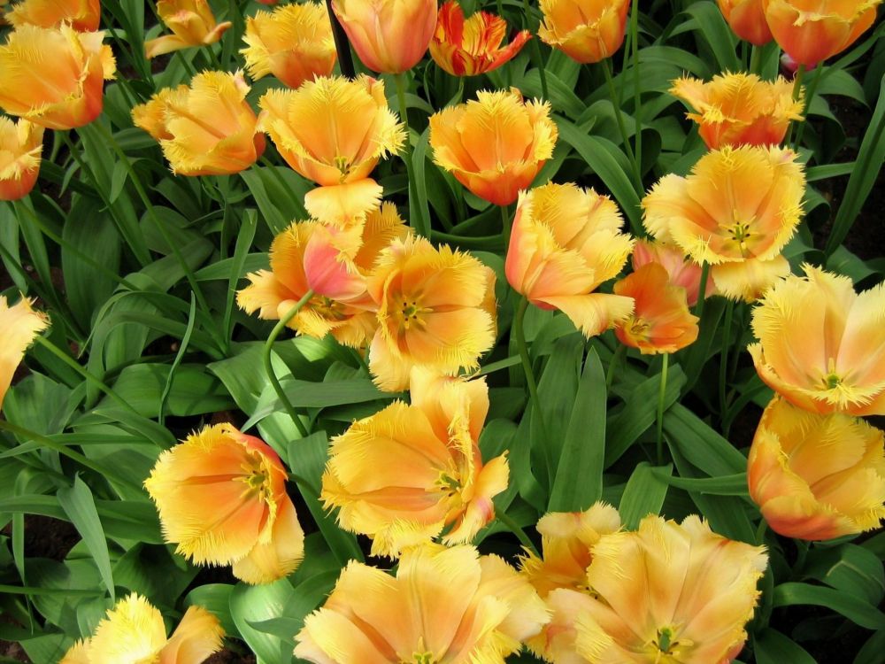 yellow and red flowers with green leaves