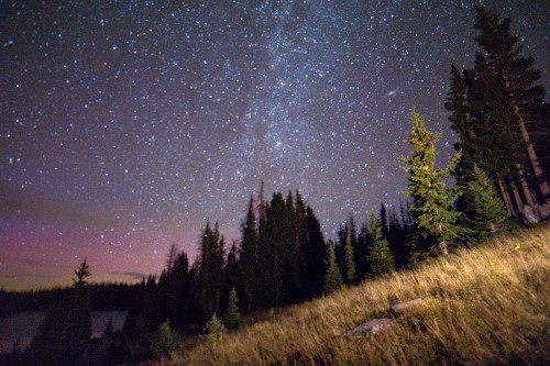 Image green trees under starry night