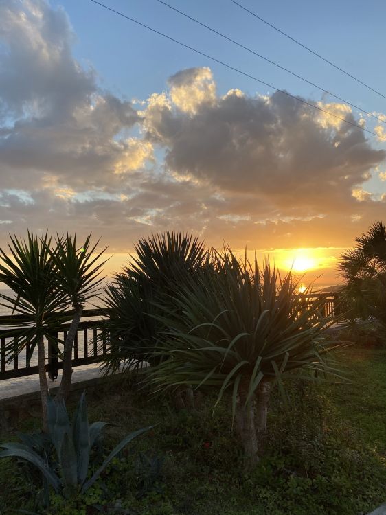 Palmera, Ciencia, Biología, la Comunidad Vegetal, Entorno Natural. Wallpaper in 1536x2048 Resolution
