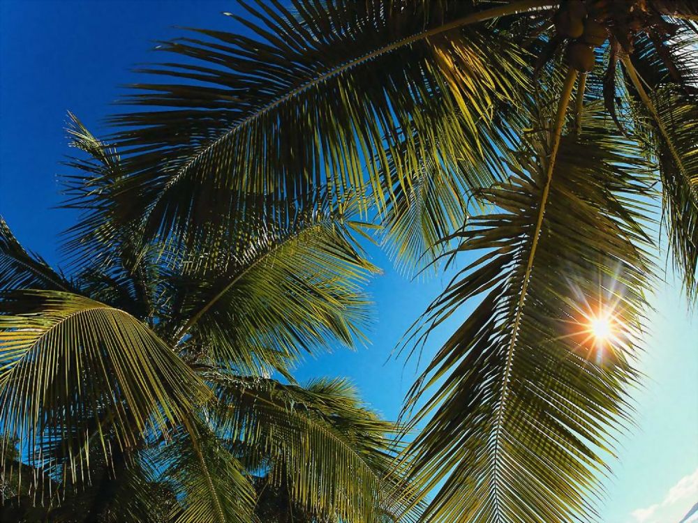 Cocotier Sous Ciel Bleu Pendant la Journée. Wallpaper in 2560x1920 Resolution