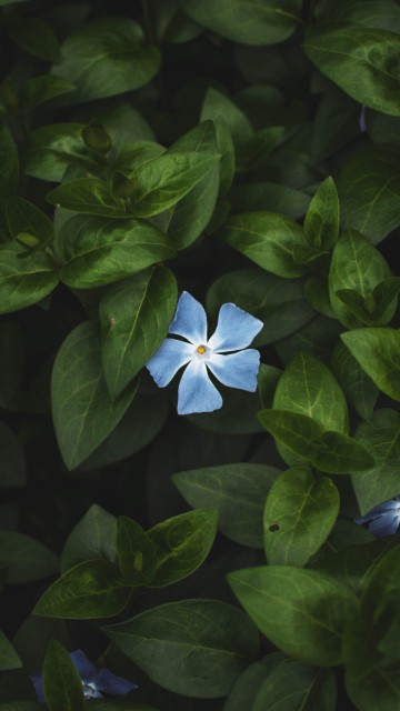 Image blue flower with green leaves