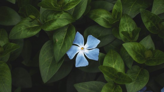 Image blue flower with green leaves