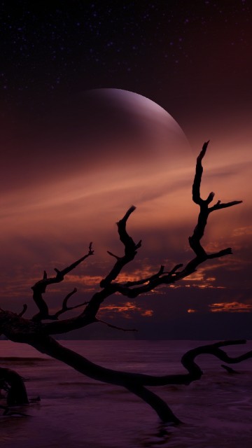 Image silhouette of tree branch during night time