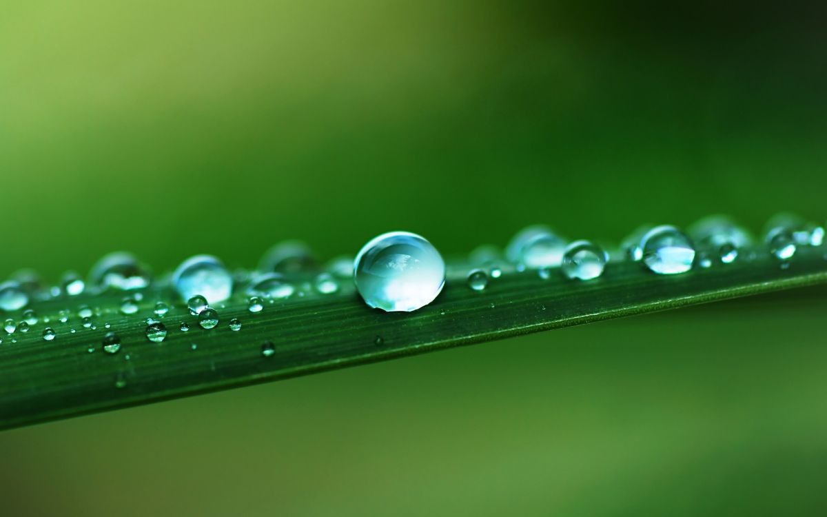 Gouttelettes D'eau Sur Feuille Verte. Wallpaper in 2560x1600 Resolution