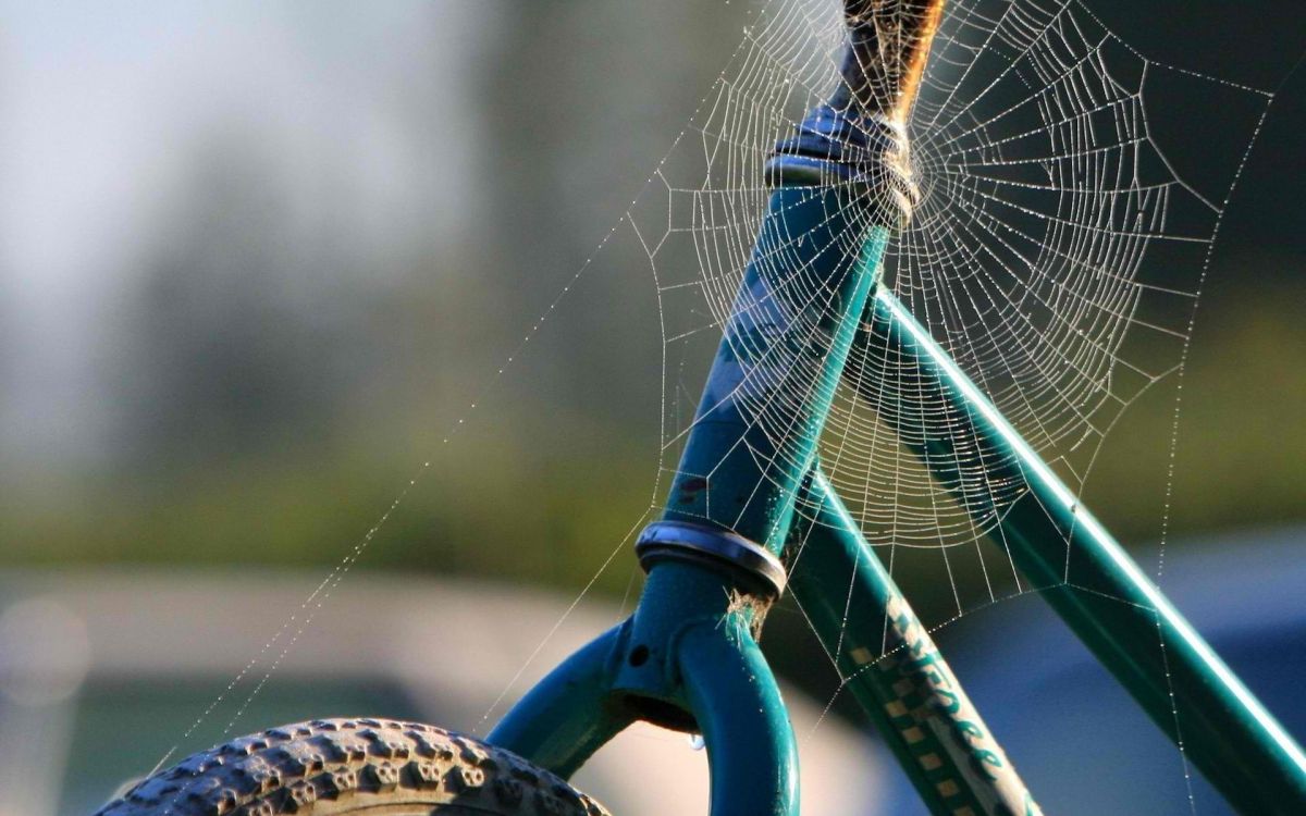 Roue de Vélo Bleu Avec Toile D'araignée Dans L'objectif à Basculement. Wallpaper in 1920x1200 Resolution