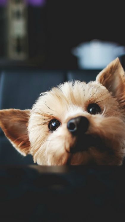 Hundefutterhersteller Thailand, Dogge, Tiernahrung, Katze, Katzenfutter. Wallpaper in 1078x1920 Resolution