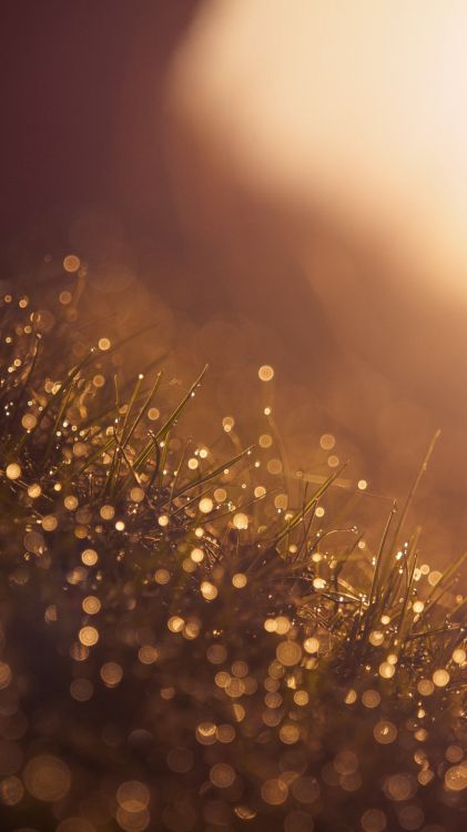 amber, liquid, gold, grass, event