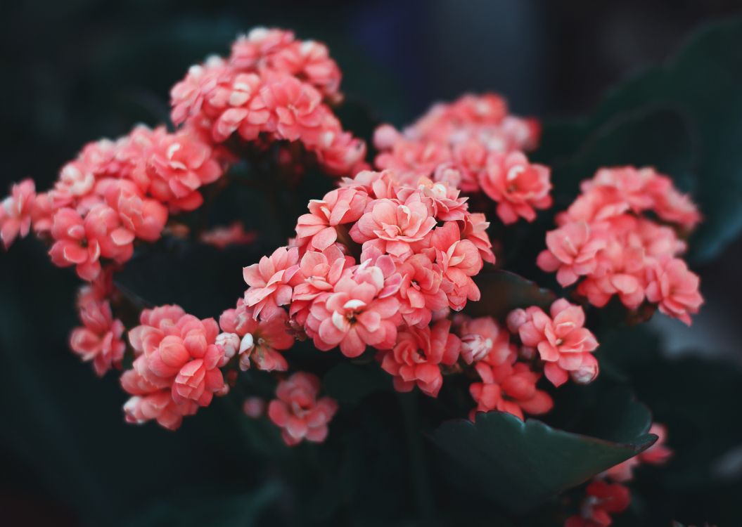 pink flowers in tilt shift lens