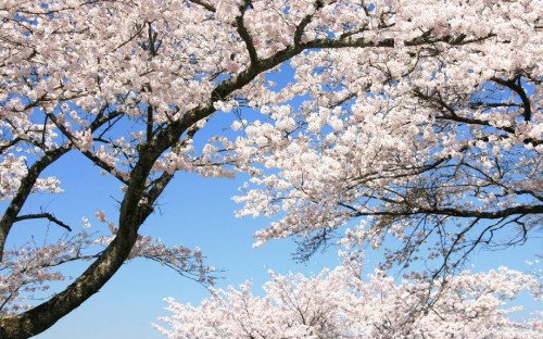 Image white cherry blossom tree under blue sky during daytime