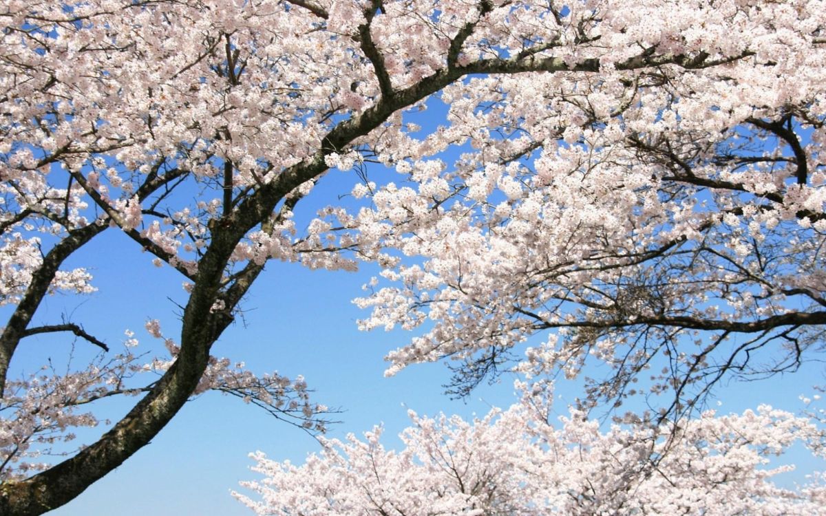 white cherry blossom tree under blue sky during daytime