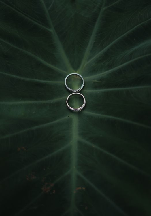 Ambiente, Verde, Agua, Circulo, Gráficos. Wallpaper in 4000x5724 Resolution