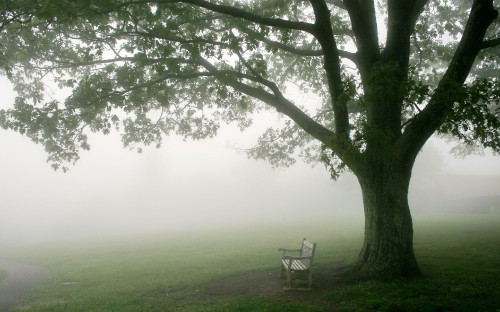 Image white wooden bench on green grass field