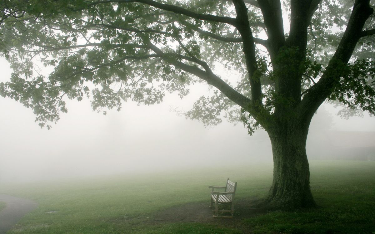 white wooden bench on green grass field