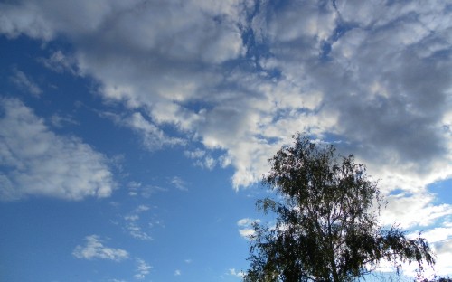 Image green trees under blue sky and white clouds during daytime