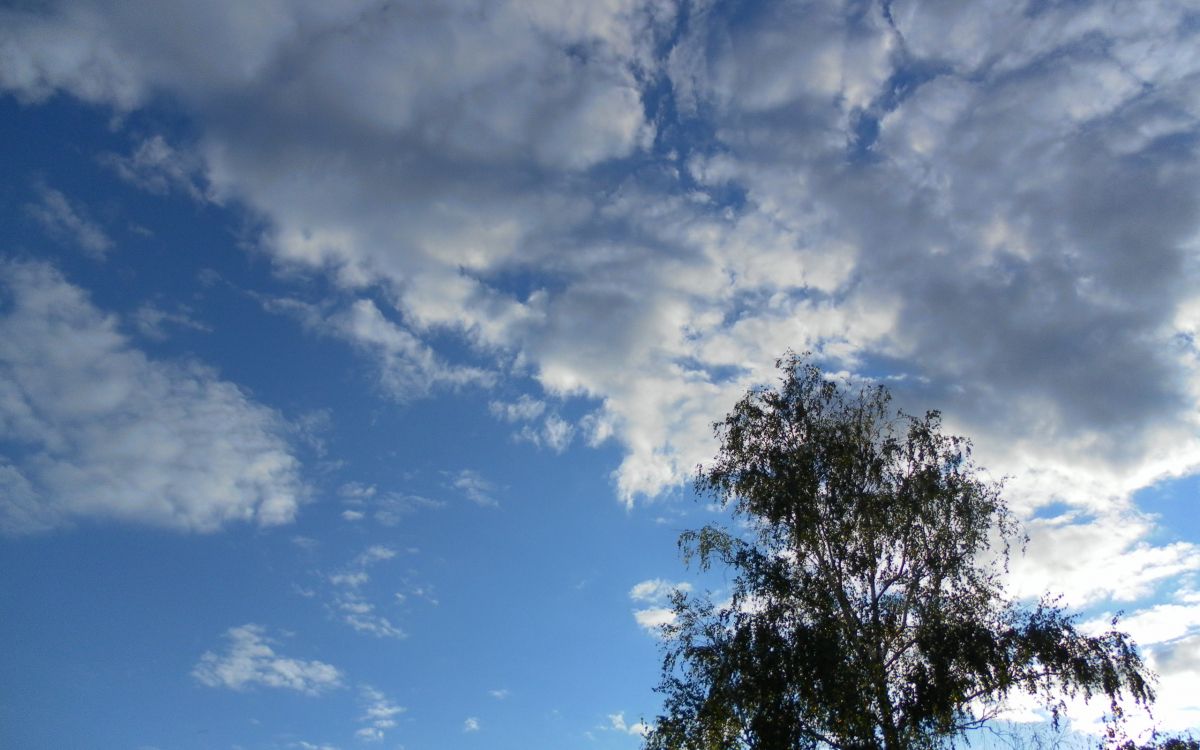 green trees under blue sky and white clouds during daytime