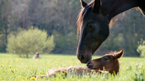 Image grassland, mare, stallion, foal, pony