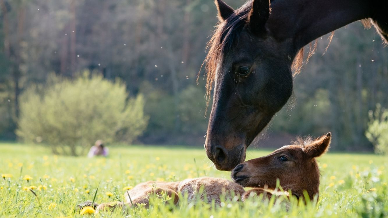 grassland, mare, stallion, foal, pony