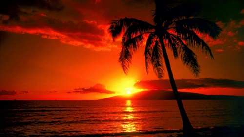 Image silhouette of palm tree during sunset